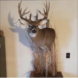 Logo for Shot & Caught Taxidermy Logo for Shot & Caught Taxidermy